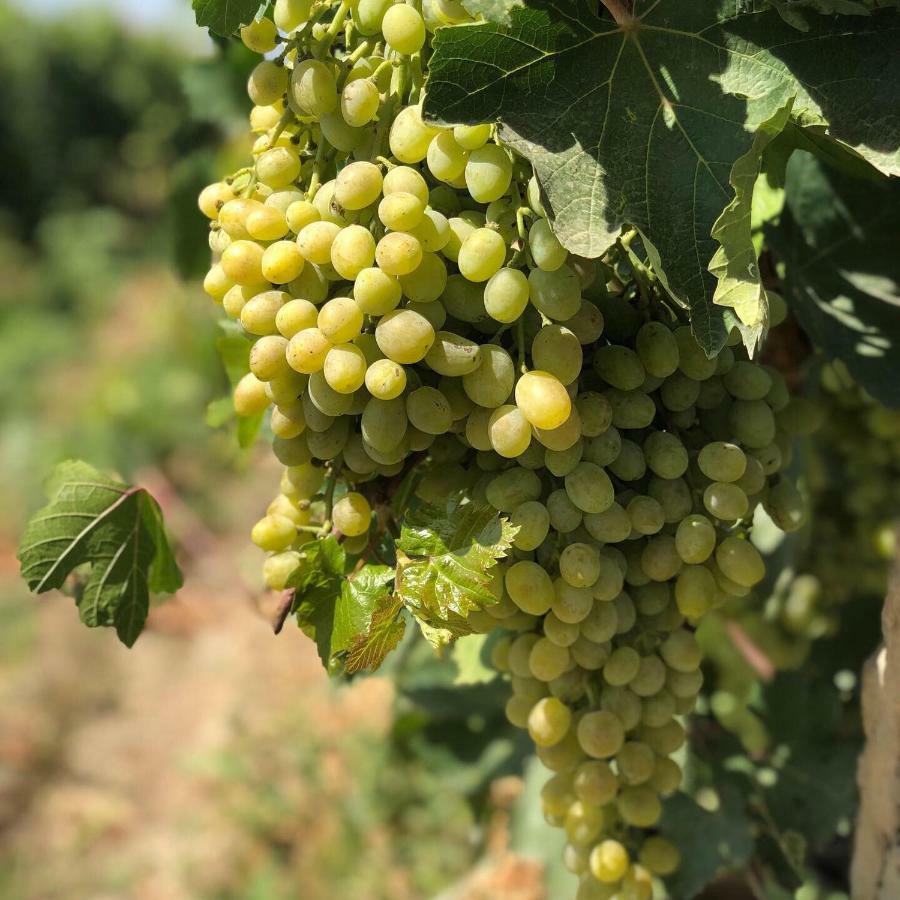 Areni Wine Cellar Hotel Екстериор снимка